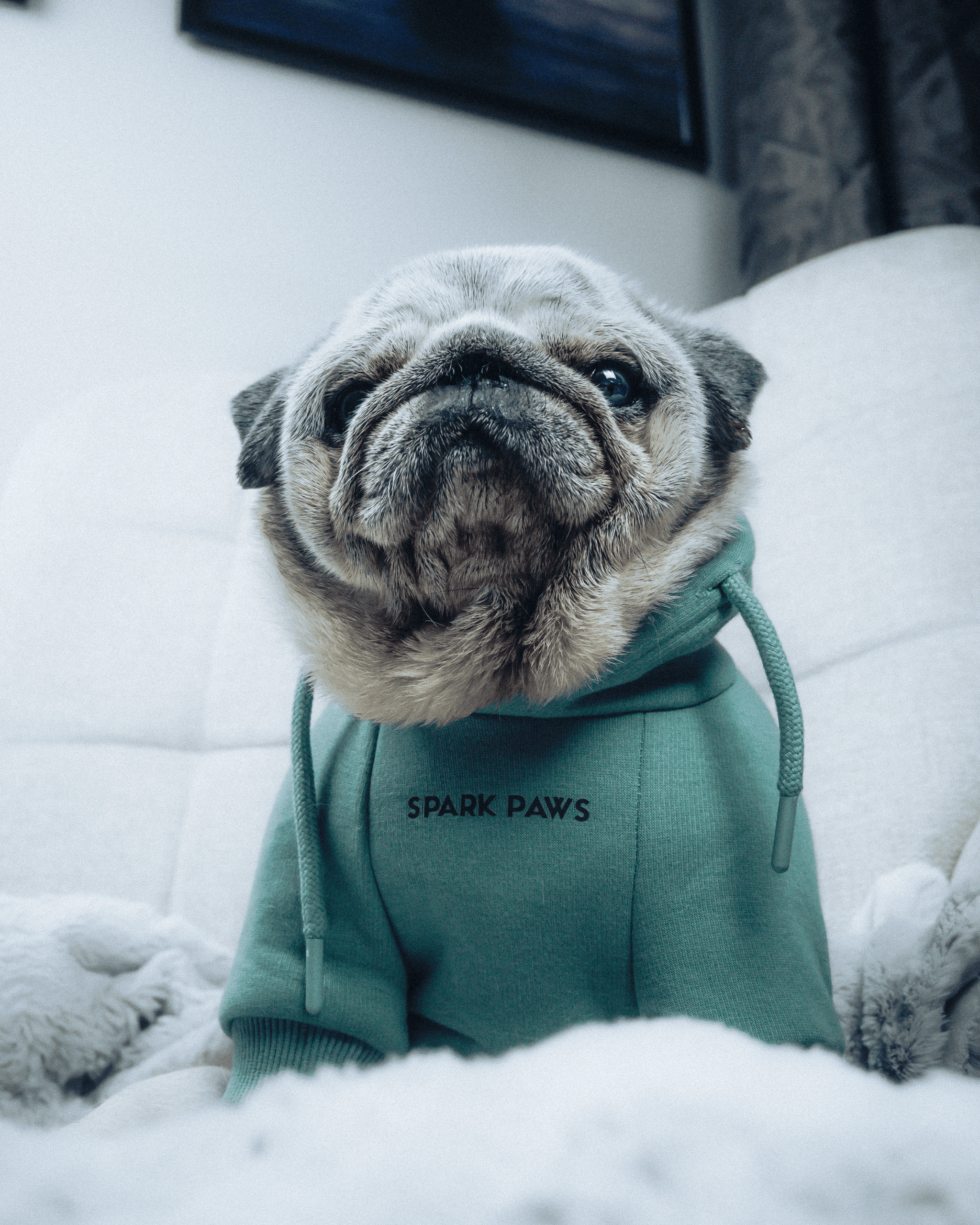 Stylish Pug Life – Spark Paws -tuotekuvaus